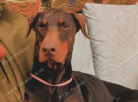 Female Doberman puppy