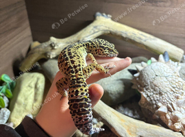 female leopard gecko for sale