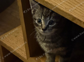 Tabby Boy kitten