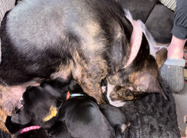9 Beautiful puppies for sale