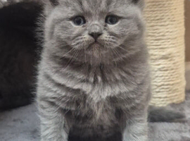 STUNNING BSH BLUE BOY GCCF KITTENS