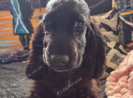 KC Reg Show Cocker Spaniel Puppy