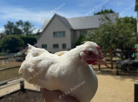 OLIVE EGGER PULLETS