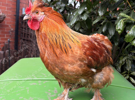 Pilkie Cockerel looking for new pastures
