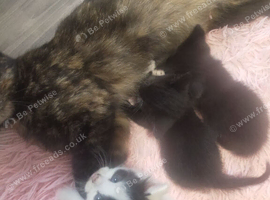 3 beautiful kittens