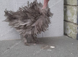 2 bantam hens