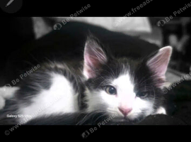 I have 4 kittens 1 boy 3 girls