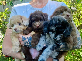 Lovely tiny Pomapoo&rsquo;s available