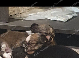 Longcoat teacup chihuahua