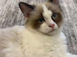 Ragdoll kittens available (2 boys)/TICA registered