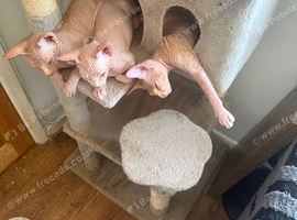 &pound;450 beautiful Canadian sphynx kittens