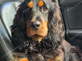 Ralphy KC Registered Show Cocker Spaniel