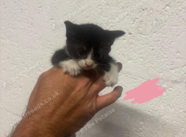 kittens for sale