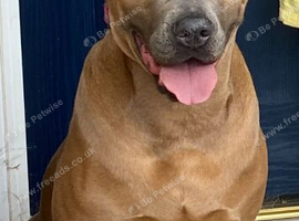 Lovely dog for new home