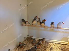 Zebra Finches