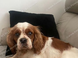 Cavalier King Charles poppyS