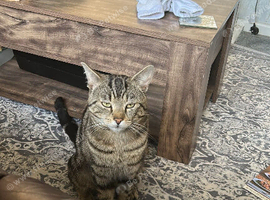 Adult cat