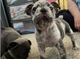 Charming French Bulldog Puppies available