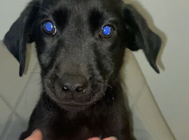 REDUCED 4 LABRADOR PUPPIES LEFT