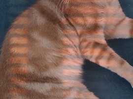 Bella is due kittens 5th July