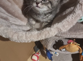 Beautiful kittens