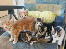 6 Playful kittens are looking for new homes