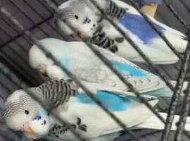 Baby budgies