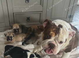 British Bulldog cross pug puppies ready now