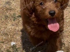 Adorable cockapoo 3 available !!!