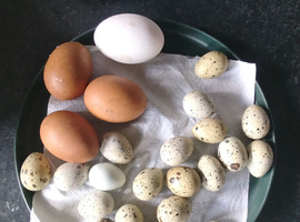 Quail, chicken ,duck eggs for sale