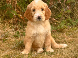 2 LEFT!! STUNNING GOLDENDOODLE PUPPIES