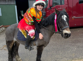 Pony club pony
