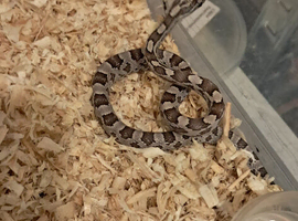 Baby corn snake