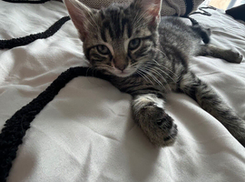 Black and Silver Bengal X Tabby