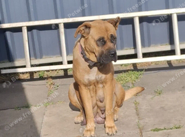 8 week old puppy