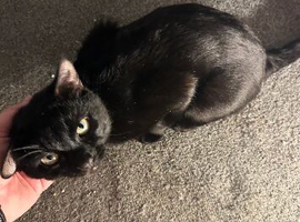 Male cat looking for a good home