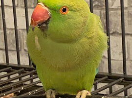 Stunning young Indian ringnick parrot