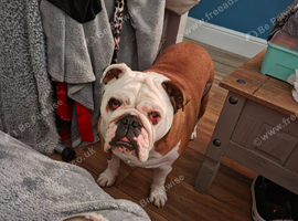 English bulldog
