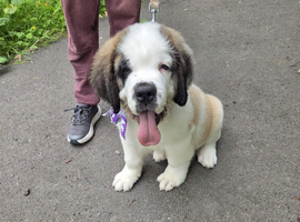 Last Female Saint Bernard Puppy