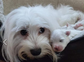maltese