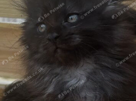 1 girl left polydactyl ready now