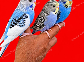 Super silly hand tamed baby budgies