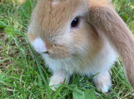 French Lop for sale in London