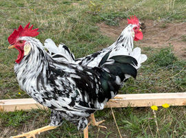 Exchequer leghorn cockerels looking for new homes
