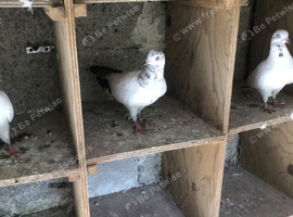 Macclesfield tipplers looking for new loft