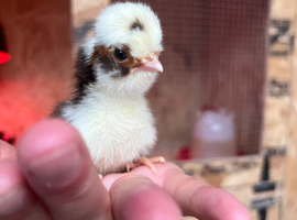 Silkie hens, Brahmas chicks, silkie chicks, polish chicks