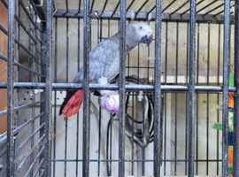 Congo breeding female