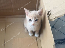 2 British short haired kittens cross