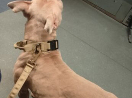 American pocket bully