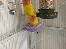 Pair of love birds